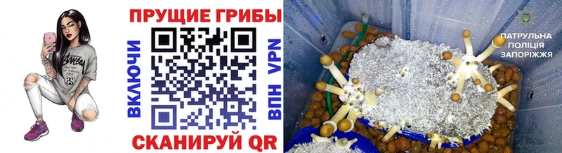 Галлюциногенные грибы Psilocybe  дарнет шоп  Химки 